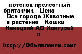 котенок прелестный британчик › Цена ­ 12 000 - Все города Животные и растения » Кошки   . Ненецкий АО,Хонгурей п.